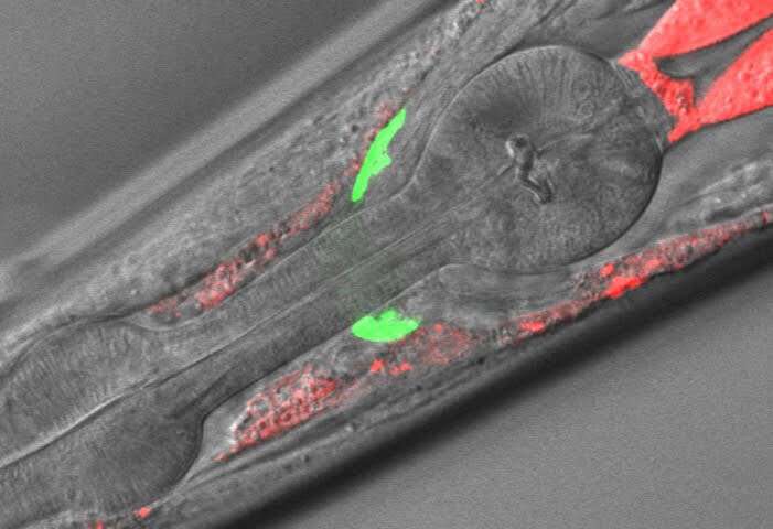 秀丽隐杆线虫的新模型在一种罕见疾病的研究中取得了进展