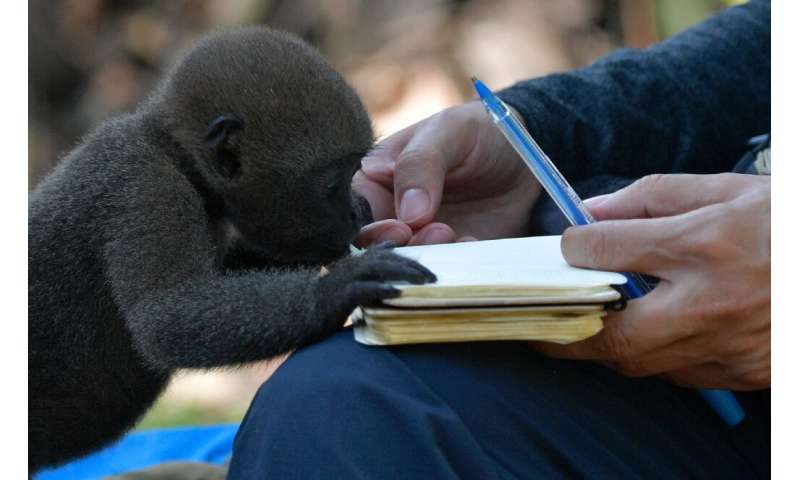 An infant woolly monkey (Lagothrix lagotricha) takes an interest in a journalist's notebook at the refuge