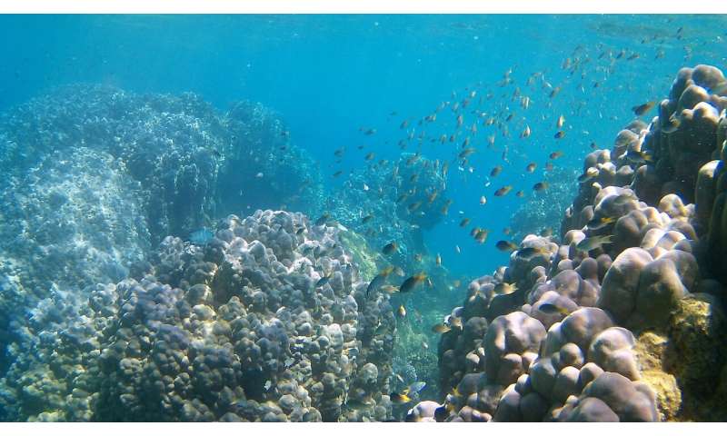 Application of environmental genomics to coral conservation