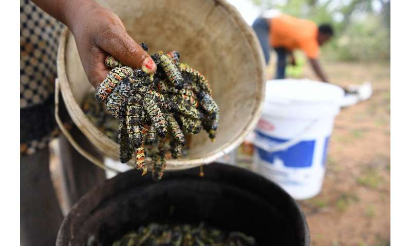 A regional drought has decimated the mopane population