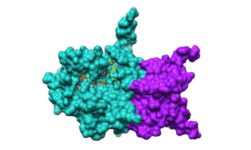 Argonne researchers use Theta for real-time analysis of COVID-19 proteins
