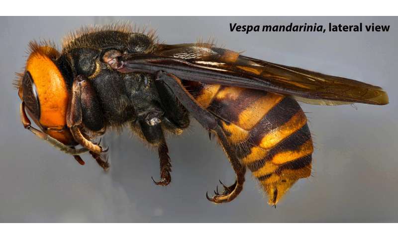 Asian giant hornet complete genome released by the agricultural research service