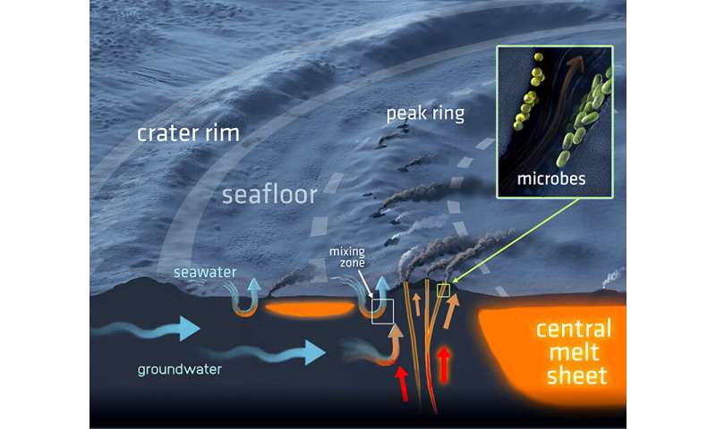 A Subterranean ecosystem in the Chicxulub crater
