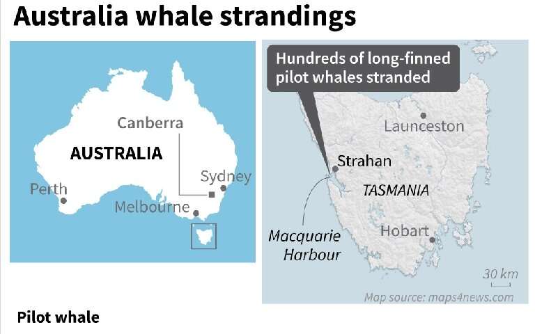 At least 380 whales dead in Australia mass stranding