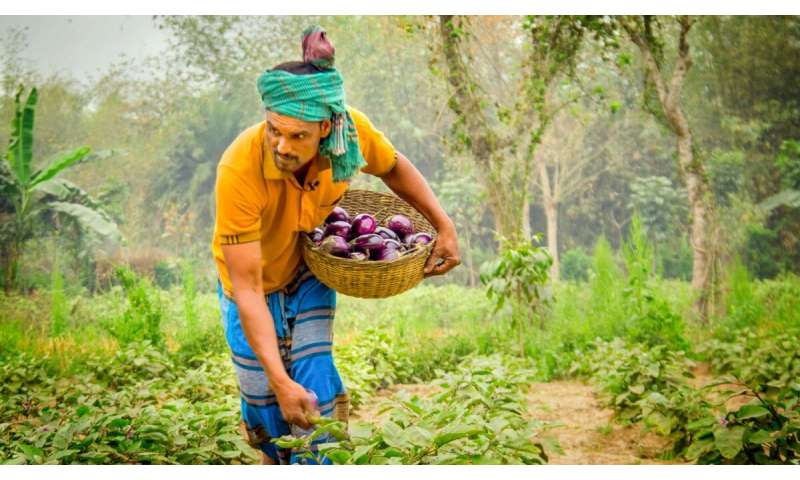 Los productores de berenjenas de Bangladesh cosechan recompensas a través de la genética