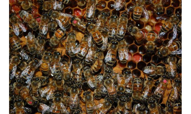 Bees grooming each other can boost colony immunity