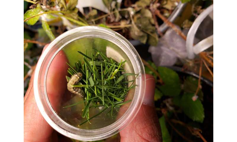 Bermudagrass versus the armyworm