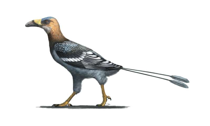 Bird with tall, sickle-shaped beak reveals hidden diversity during the age of dinosaurs