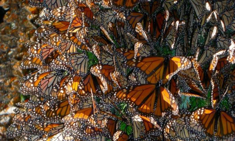 Butterfly genomics: Monarchs migrate and fly differently, but meet up and mate