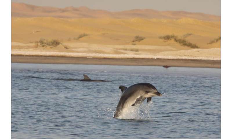 Call of the wild: Individual dolphin calls used to estimate population size and movement