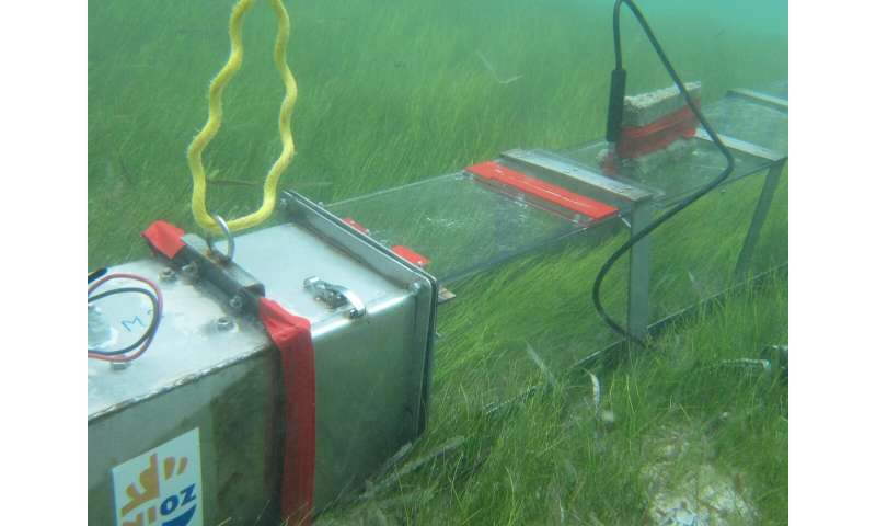 Caribbean islands face loss of protection and biodiversity as seagrass loses terrain