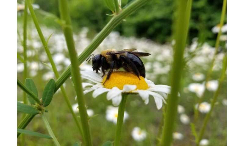 Checklist of Pa. bees documents 49 new species and some that may be endangered