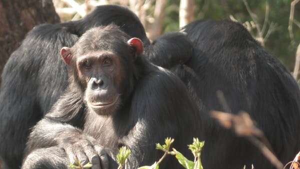 Chimpanzees in volatile habitats evolved to behave more flexibly