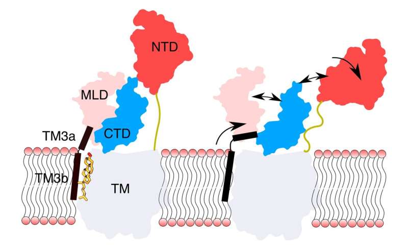 Cholesterol binding sends long-distance communication signals in proteins