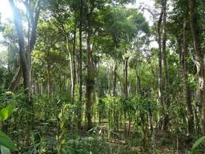 Coffee, cocoa and vanilla: an opportunity for more trees in tropical agricultural landscapes