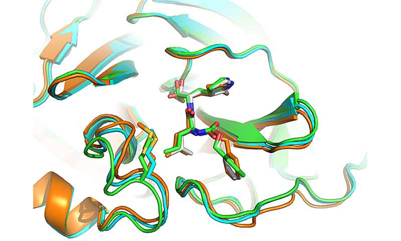 Compounds halt SARS-CoV-2 replication by targeting key viral enzyme