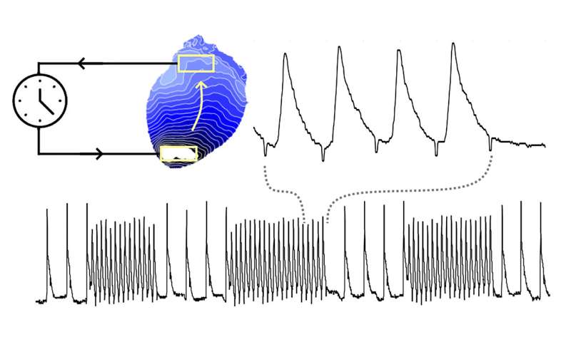 Controlling cardiac waves with light to better understand abnormally rapid heart rhythms