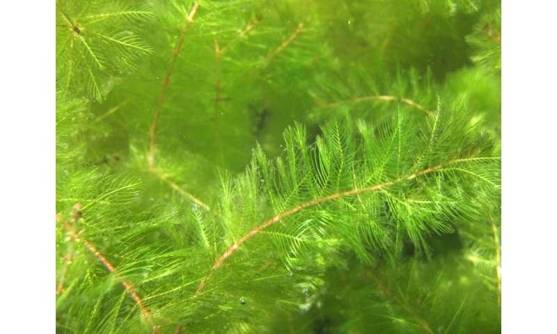 Controlling invasive milfoil with lake-wide herbicide could do more harm than good to native plants