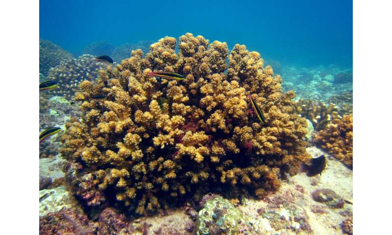 Coral reefs show resilience to rising temperatures