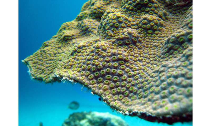 Coral's resilience to warming may depend on iron