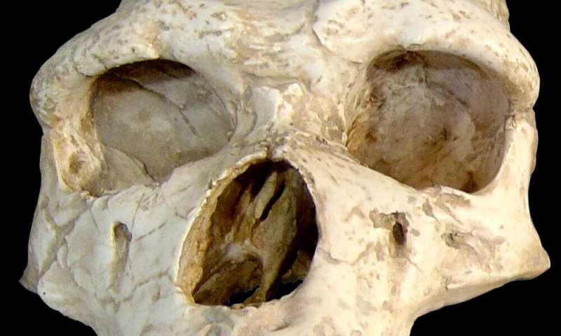 Could Covid-19 have wiped out the Neandertals?