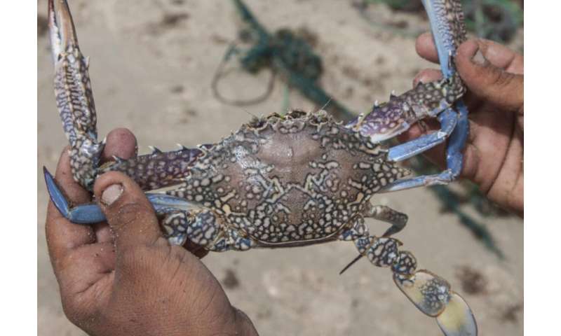 Crabs are key to ecology and economy in Oman