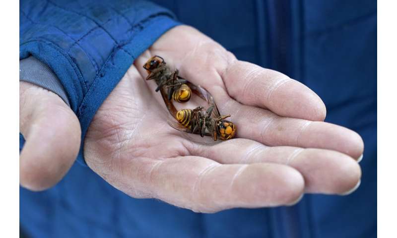 Crews vacuum 'murder hornets' out of Washington nest