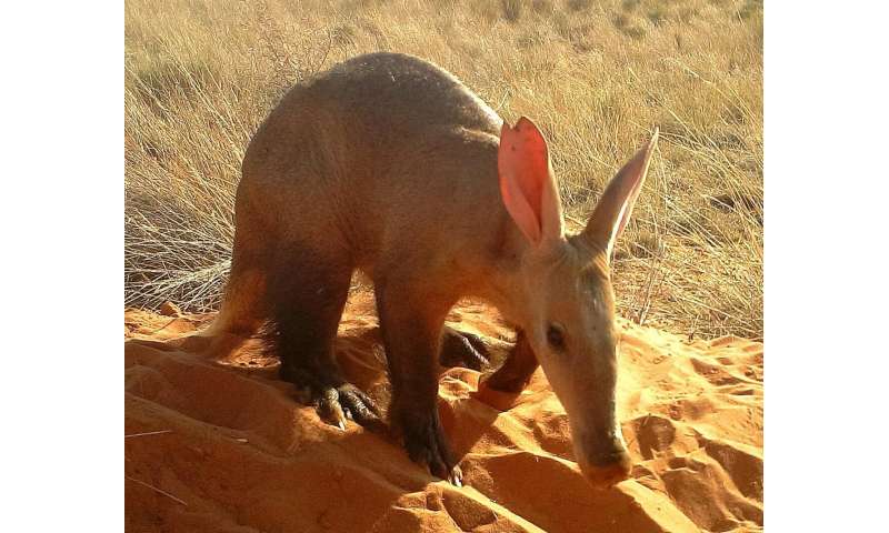 Daytime aardvark sightings are a sign of troubled times