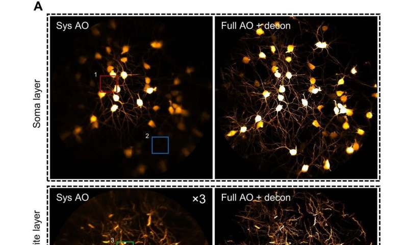 Deep-brain imaging at synaptic resolution with adaptive optics 2-photon endomicroscopy