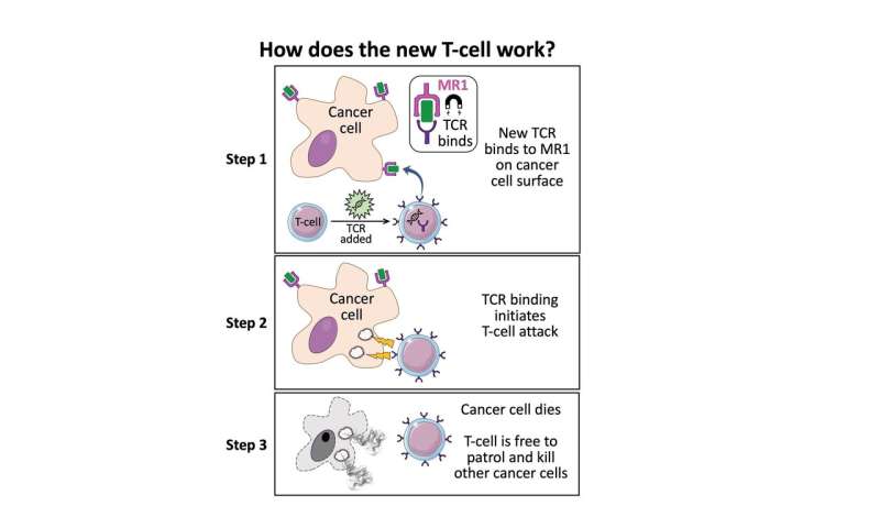 **Discovery of new T-cell raises prospect of ‘universal’ cancer therapy