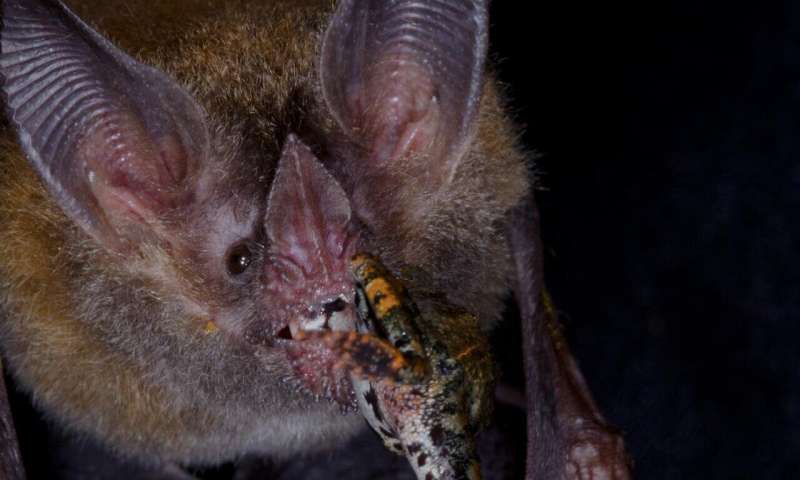 DNA in fringe-lipped bat poop reveals unexpected eating habits
