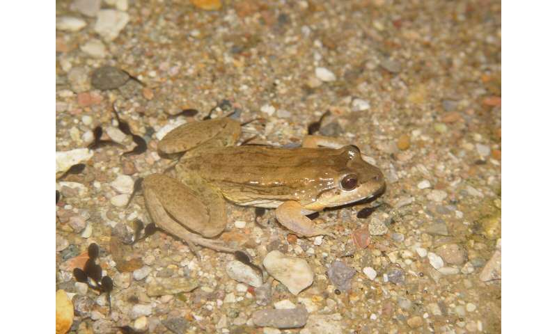 Do big tadpoles turn into big frogs? It's complicated, study finds