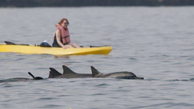 Dolphin viewing more profitable than swimming in UH research