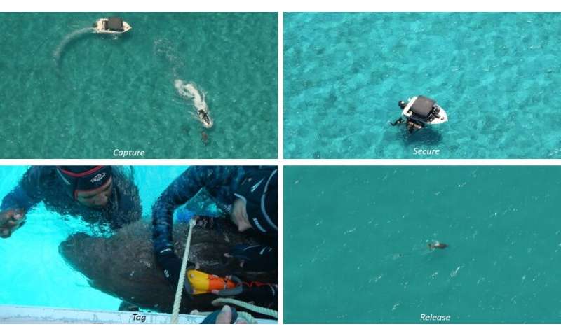Drones driving community conservation of the dugong