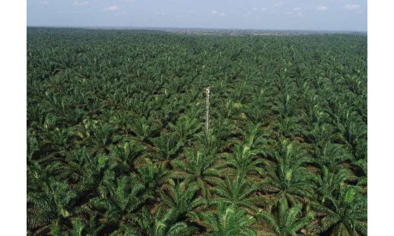 ¿Biodiésel ecológico del aceite de palma?
