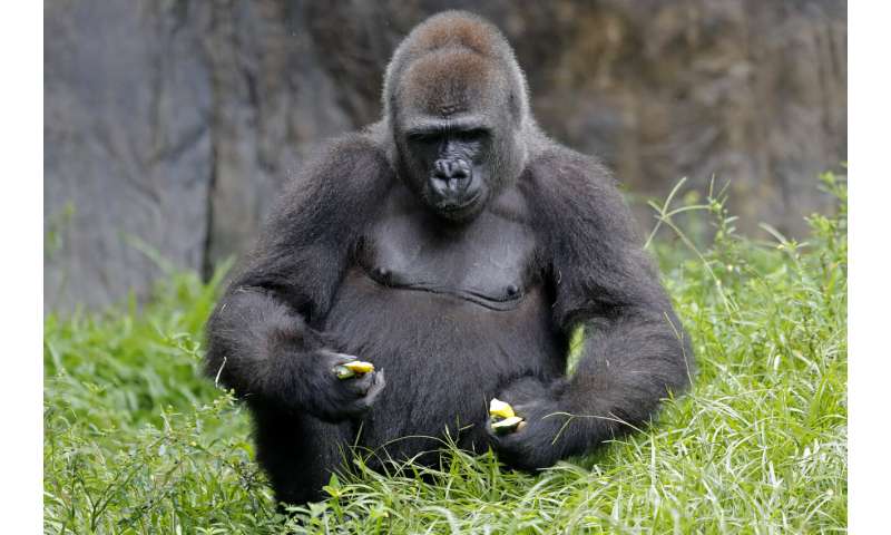 Endangered gorilla in New Orleans expecting 1st baby