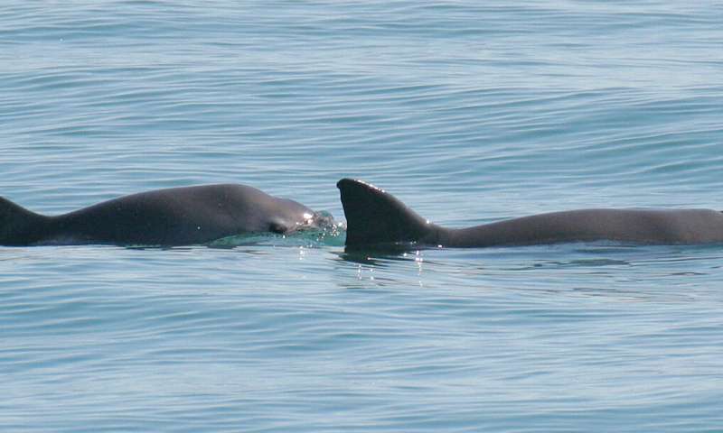 Endangered vaquita remain genetically healthy even in low numbers, new analysis shows
