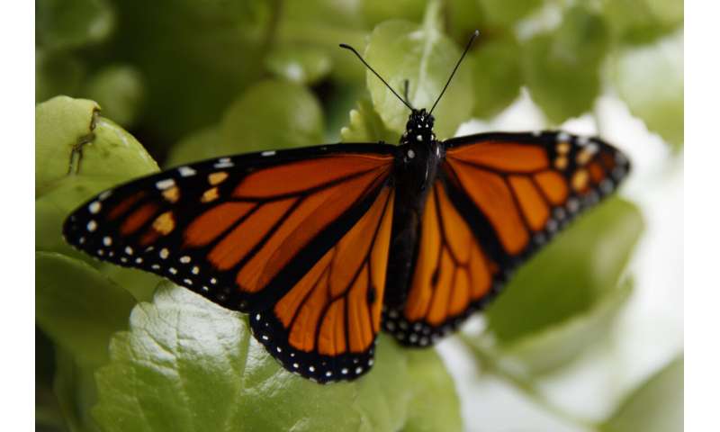 Feds to delay seeking legal protection for monarch butterfly