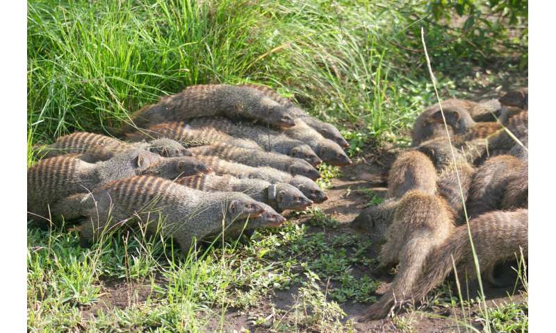 Female banded mongooses lead battle for chance to find mates