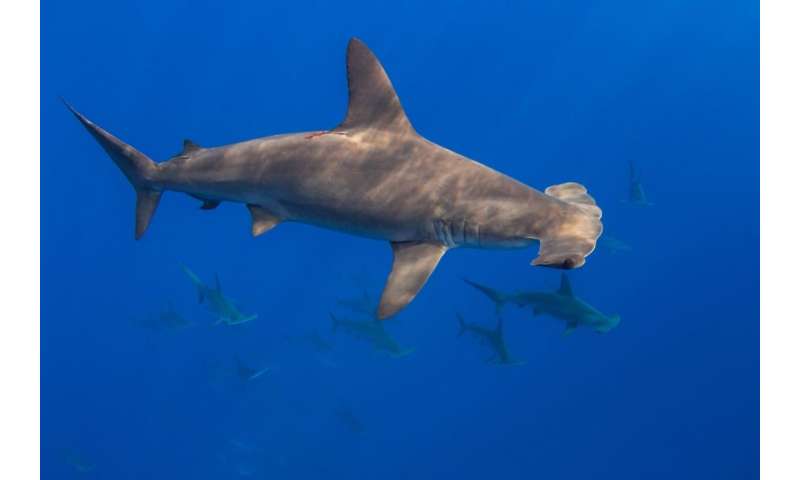 Fins from endangered hammerhead sharks in Hong Kong market traced mainly to Eastern Pacific