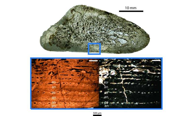 Fossil growth reveals insights into the climate