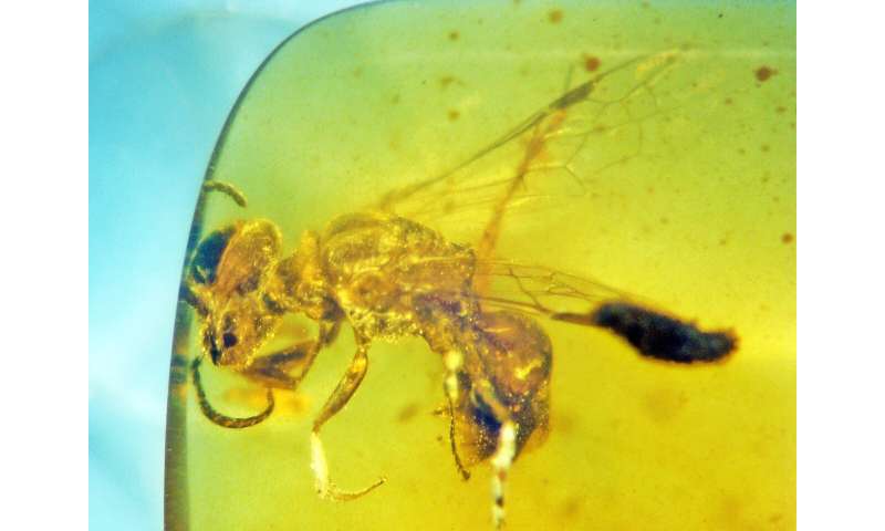 Fossilized insect from 100 million years ago is oldest record of primitive bee with pollen