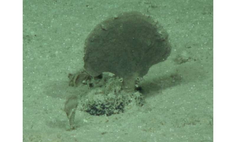 Four new species of giant single-celled organisms discovered on Pacific seafloor