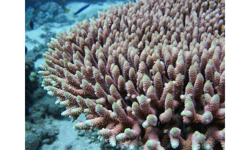 Gene editing study finds gene for heat tolerance in corals