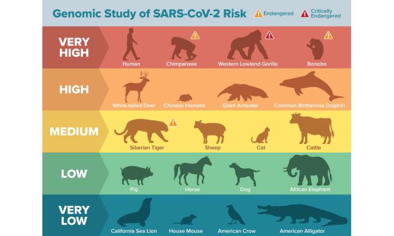 Genomic analysis reveals many animal species may be vulnerable to SARS-CoV-2 infection