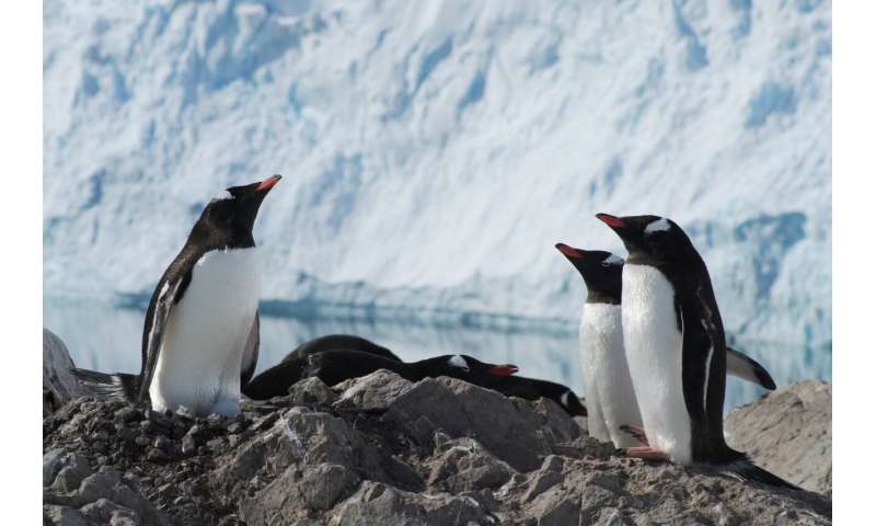 Gentoo penguins are four species, not one, say scientists