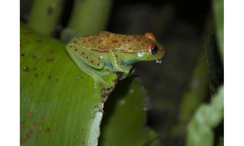 Green is more than skin-deep for hundreds of frog species