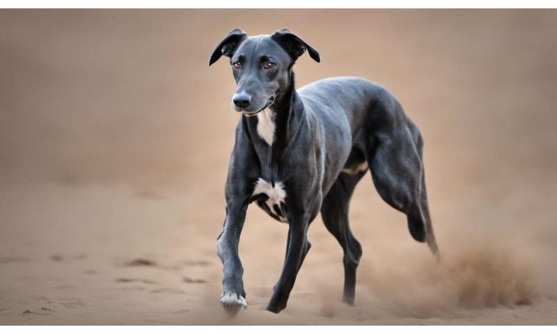 Greyhound pups must be tracked from birth to death, so we know how many are killed