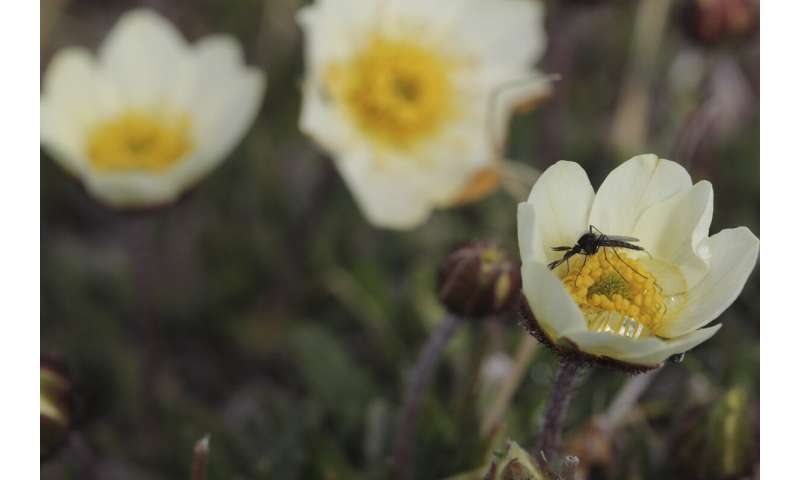 Heated rivalries for pollinators among arctic plants