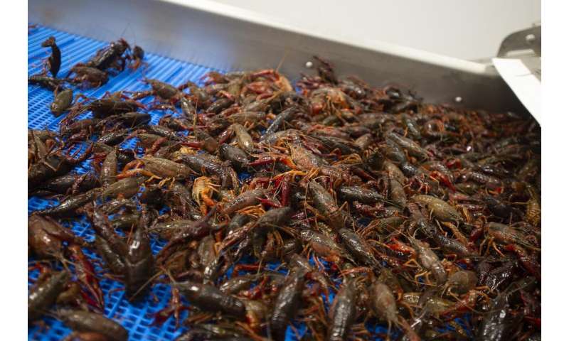 How weather affects crawfish harvests